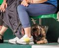 Bild: Friso Gentsch/dpa
Heiß für alle Beteiligten - ein Hund auf der Tribüne sucht Schutz unter dem Sitz.
