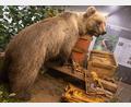 Bild: Peter Kneffel/dpa
Der Braunbär Bruno steht ausgestopft im Museum. (Archivbild)
