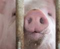 Bild: Marijan Murat/dpa
In Bayern gibt es mehr Schweine als vor einem Jahr. (Archivbild)