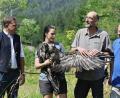 Bild: Michael Koller/LBV/dpa
Bartgeier Zierli wurde zusammen mit Jungtier Alosa zur Auswilderungsnische im Klausbachtal gebracht.