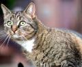 Symbolbild: Hauke-Christian Dittrich/dpa/Symbolbild
Eine Katze in Sulzbach-Rosenberg wurde durch einen ausgelegten Giftköder verletzt.