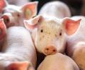 Bild: Jens Büttner/dpa-Zentralbild/dpa
Die Ferkel mussten in eine Notstation für Tiere gebracht werden. (Symbolbild)