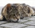 Symbolbild: Petra Hartl
Streunerkatzen gibt es auch im Landkreis Schwandorf. Eine Kastrationspflicht würde die Population eindämmen.
