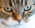 Bild: Sven Hoppe/dpa
23 Katzen wurden an den Tierschutz übergeben. (Symbolbild)