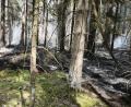 Bild: Peter Nickl
Zwischen Großensees und Tirschenreuth brannte am Freitag ein Waldstück.