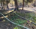 Bild: Kreisbrandinspektion Amberg-Sulzbach
Mehrere Glutnester im moorigen Waldboden mussten am Samstag abgelöscht werden.