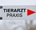 Bild: Patrick Pleul/dpa
Ein Tierarzt fand in der Brust des Katers ein Projektil. (Symbolbild)