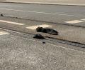 Bild: Irena Güttel/dpa
Durch die Hitze löste sich an vielen Orten die Füllmasse an den Straßenbahnschienen.
