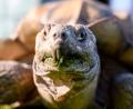 Bild: Vogl Daniel/dpa
Spornschildkröten sind die größten auf dem Festland lebende Landschildkrötenart Afrikas. (Symbolbild)