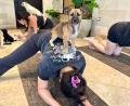 Bild: Carola Frentzen/dpa
Beim Puppy Yoga springen die Welpen gerne auf den Rücken der Teilnehmer.