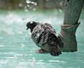 Bild: Malin Wunderlich/dpa
Auch der Fischbrunnen am Marienplatz in der Innenstadt soll abgeschaltet werden. (Archivbild)