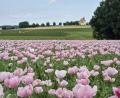 Bild: lue
Ein Meer aus rosa Mohnblüten ist derzeit auf einem Feld unweit von Ernestgrün zu sehen. Der Ernte aus den Samenkapseln wird regional vermarktet.
