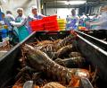 Bild: Robert F. Bukaty/AP/dpa
Hummer und gefrorene Hummererzeugnisse mit Ursprung in den Vereinigten Staaten dürfen künftig zollfrei in die EU importiert werden. (Archivbild)
