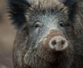 Symbolbild: Lino Mirgeler/dpa
Das etwa zweijährige Wildschwein hatte sich laut Stadt in den vergangenen zwei Wochen nahezu täglich auf dem Friedhof gezeigt.