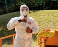 Bild: Petra Hartl
Kein Bild aus Corona-Zeiten, sondern ein aktuelles aus Amberg: Experten im Ganzkörper-Schutzanzug, mit Handschuhen, Atemschutzmaske und Schutzbrille, bekämpfen hier den Eichenprozessionsspinner