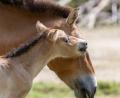 Bild: Julien Huber/Tierpark Hellabrunn/dpa
Bei dem Fohlen handelt es sich laut Tierpark um einen kleinen Hengst.