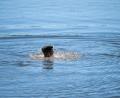 Bild: Pia Bayer/dpa
Wer Abkühlung am Wasser sucht, sollte möglichst nur an bewachten Badestellen schwimmen, seine Kräfte nicht überschätzen, auf Alkohol verzichten und Kinder immer im Auge behalten. (Archivbild)