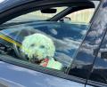 Bild: ck
Hunde bei brütender Hitze im Auto einzusperren, kann für das Tier verheerende Folgen haben.