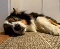 Bild: gri
Wenn es heiß wird, dann sind auch die Tiere geschlaucht. So eine Hitze macht diesem Australian Shepherd richtig zu schaffen.
