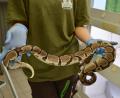 Bild: -/Auffangstation für Reptilien, München e.V./dpa
Die Schlangen gelten als friedlich.