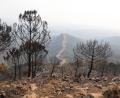 Bild: Álex Zea/EUROPA PRESS/dpa
Auch in den Vorjahren kam es in Andalusien immer wieder zu Waldbränden. (Archivbild)