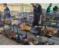 Bild: Phuong Tham / Humane World for Animals/dpa
Die beschlagnahmten Katzen haben seelisch und körperlich viel durchgemacht.