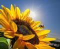 Bild: Felix Kästle/dpa
Sieben Jahre nach dem Ruf der Bayern nach mehr Artenschutz bei „Rettet die Bienen“ zieht der Trägerkreis des Volksbegehrens ein durchwachsenes Fazit bei der Umsetzung. (Illustration)