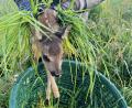 Bild:  Claudia Prößl
Erfolgreiche Saison für Rehkitzrettung NEW-WEN: Ehrenamtliche retten seit Anfang Mai fast 400 Tiere.