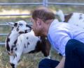 Bild: Heathcliff O'malley/Daily Telegraph/PA Wire/dpa
Prinz Harry suchte beim Ziegen-Yoga den intensiven Blickkontakt mit einem gehörnten Huftier.