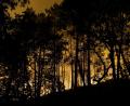 Bild: Geoffroy Van Der Hasselt/AFP/dpa
Die Feuerwehr kämpft mit rund 400 Kräften und Löschflugzeugen gegen den Brand im Wald von Fontainebleau.