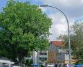 Bild: Thomas Penzkofer
Wegen Baumschnittarbeiten an dem Naturdenkmal ist die Jahnstraße in Amberg im Einmündungsbereich zur Theodor-Heuss-Straße ab Montag gesperrt.