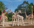 Bild: Liam Mcburney/PA Wire/dpa
Belfast Zoo: Wassernebel kühlt Giraffen bei Hitze