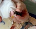 Bild: Gabi Schönberger
Aus der Flasche mit Pipette gibt es für Fledermaus Flodi Welpenmilch. Das Tier ist wohl fünf bis sechs Wochen alt.