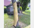 Bild: PI Wunsiedel
Unbekannte Täter entrinden eine Rosskastanie am Spielplatz in Nagel. Durch die massive Beschädigung ist der Baum nicht mehr überlebensfähig.