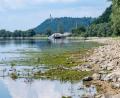 Bild: Armin Weigel/dpa
Nicht nur an der Donau sind die Wasserstände derzeit ungewöhnlich niedrig. (Archivbild)