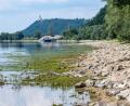 Bild: Armin Weigel/dpa
Regenmangel macht sich am Donauufer bemerkbar.