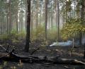 Bild: Michael Ukas/dpa
Der Großbrand im Müritz-Nationalpark ist laut Schweriner Umweltministerium gelöscht.
