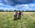 Bild: Jens Kalaene/dpa
Wildpferde der „Stiftung Liebenthaler Pferdeherde“ stehen auf einer Weide in Brandenburg