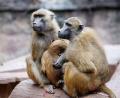 Bild: Daniel Karmann/dpa
Die Anlage ist laut dem Tiergarten für 25 Paviane plus Jungtiere ausgelegt. Im Juli 2025 lebten dort mehr als 40 Affen. (Archivbild)
