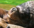 Bild: Peter Kneffel/dpa
Zuletzt lebten bei den Mähnenrobben nur noch ein Männchen und ein Weibchen im Münchner Tierpark. (Archivbild)