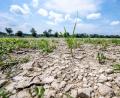 Bild: Armin Weigel/dpa
Ausgetrocknet ist eine Sandbank an der Niedrigwasser führenden Donau.