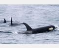 Bild: -/Kyodo/dpa
Orcas sind sehr soziale Tiere und jagen oft gemeinsam. (Archivbild)