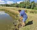 Bild: lue
Mit einem Kescher bewaffnet holt Fischwirtschaftsmeister Klaus Bächer aus Muckenthal bei Wiesau junge Karpfen aus einem seiner Teiche.