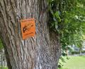 Bild: Tobias Gräf
Die rund 250 Jahre alten Bäume der Allee auf dem Wall haben mächtige Stämme mit gewaltigem Durchmesser. Sie dienen als Lebensstätte für Vögel, Insekten und andere Tiere.
