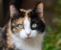 Bild: Stefan Sauer/dpa
Einer Katze wurde ein Hakenkreuz ans Ohr gekritzelt. (Symbolbild)