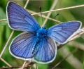 Bild:  bukhta79/stock.adobe.com
Der Himmelblaue Bläuling – in Folge des Klimawandels kann man diesen Schmetterling jetzt auch in Amberg sehen.