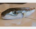 Bild: Anne Pollmann/dpa
Ein Hasenkopf-Kugelfisch liegt auf einem Tisch.