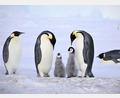 Bild: Myeongho Seo,mydada88@gmail.com/dpa
Kaiserpinguine mit Küken.