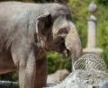 Bild: Jan Saurer/Tierpark Hellabrunn/dpa
Die Asiatische Elefantenkuh Temi ist wieder trächtig.