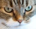 Bild: Sven Hoppe/dpa
Die Katze verkeilte sich hinter dem Auspuff eines Autos. (Symbolbild)